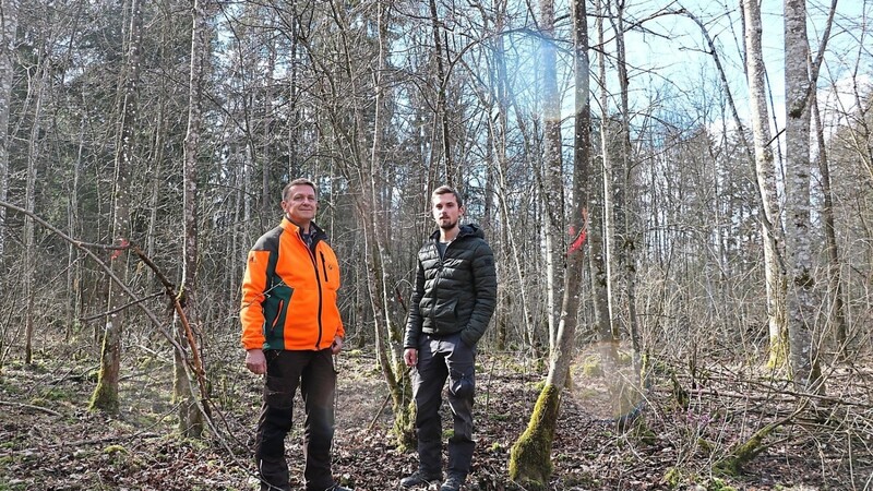 Forstrevierleiter Christian Macher (l.) und Forstanwärter Jan von Lorenz in einer Mischkultur aus Eschen und Linden. Doch die Eschen sind bereits markiert (links und rechts) und werden entfernt.