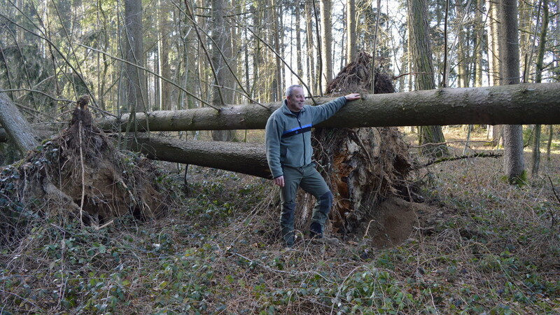 Hier hat ein Baum, der von der Schneelast umgedrückt wurde zwei weitere umgerissen, wie Förster Wolfgang Rieger erklärt.