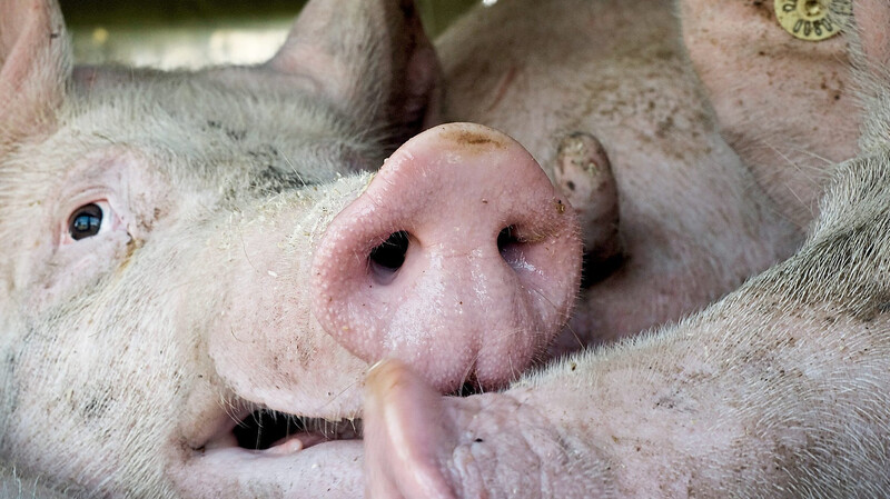Entgegen geltender Tierschutzanforderungen sollen sich übers Wochenende streikbedingt Schweine in den Warteställen des Schlachthofs gestaut haben. Laut Umweltamt hatte indes alles seine Ordnung.