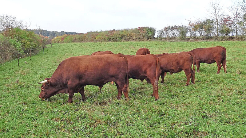 Friedlich grasende Rinder so wie diese Rotviehherde bei Riedenburg wären das Idealbild einer ökologischen Landwirtschaft in der Region.