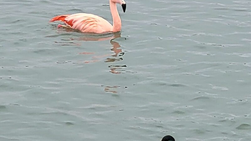 Michelle Eller staunte nicht schlecht, als sie einen Flamingo an der Staustufe in Pielweichs entdeckt hat.