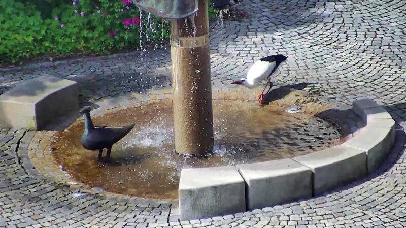 Am St. Martinsbrunnen holen sie Miltacher Störche Wasser für den Nachwuchs. Beim An- und Abflug sind sie Gefahren ausgesetzt.