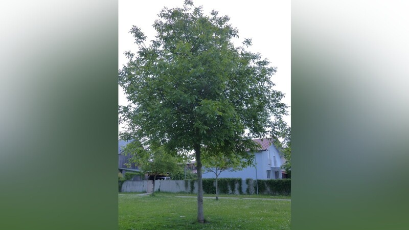 Der junge Walnussbaum steht im Hochwegfeld.