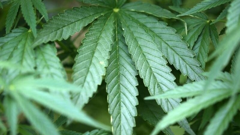 Ein Rentner aus Bogen hatte in seinem Garten Cannabis-Pflanzen angebaut. (Symbolbild)