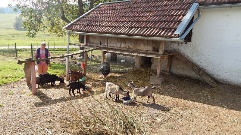 Frieda, die Bäuerin am Gammerhof in Löwengrub, beim Füttern der Ziegen.