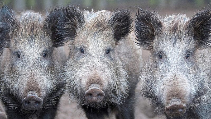 100 Euro, statt wie bisher 20, können Jäger in grenznahen Landkreisen jetzt für erlegte Wildschweine bekommen.