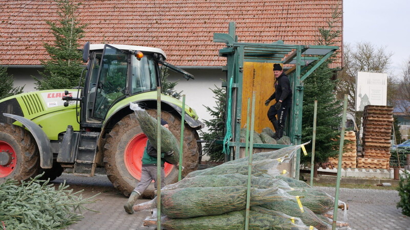 Kurz vor dem ersten Advent herrscht bei den Christbaumanbauern in der Region Landshut Hochbetrieb.
