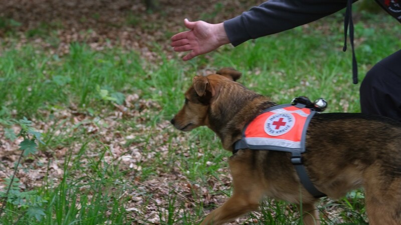 Rettungshund in voller Ausrüstung: Kenndecke mit Glocke und Licht.