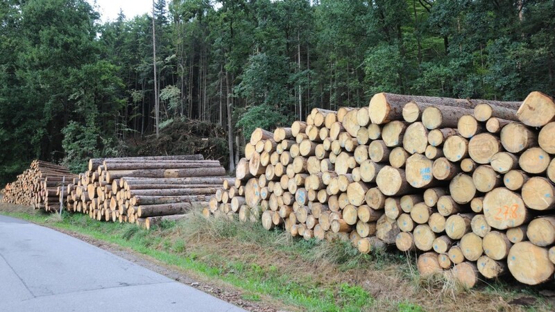 Riesige Mengen an Fichtenholz, das vom Borkenkäferbefallen ist, warten auch heuer noch im Kötztinger Land auf eine Vermarktung.