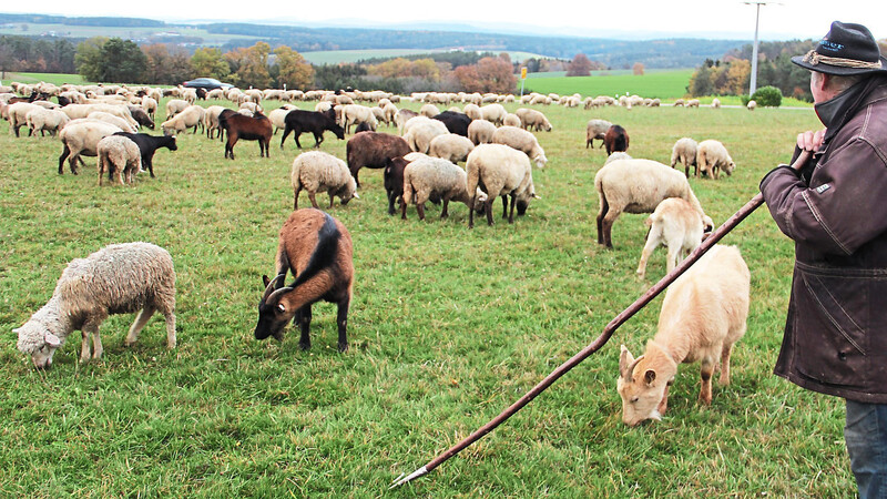 Unterwegs mit 500 Schafen und Ziegen: Schäfer Sebastian Altenbuchner genießt die Aussicht über das Regental.