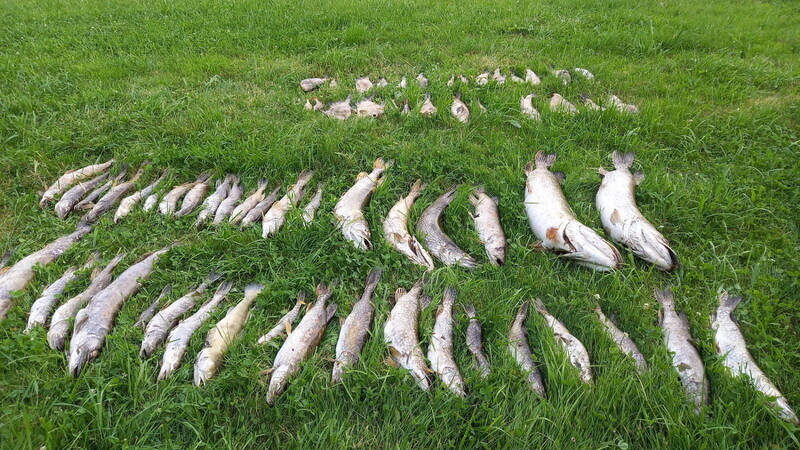 Eine große Menge an verendeten Fried- und Raubfischen holten die Mitglieder des Fischereivereins Geisenhausen aus der Kleinen Vils.