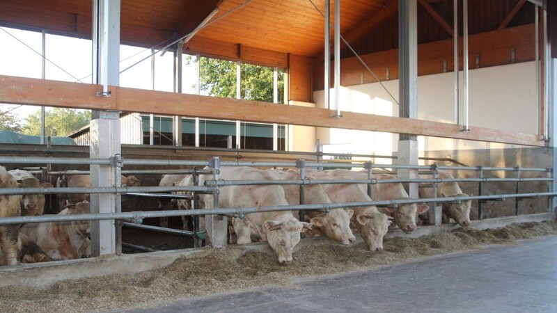 Die Charolais-Rinder fühlen sich auf dem Betrieb der Familie Kobold wohl, bei der Führung erhielten die Gäste einen Einblick in die Bullenmast und die Landwirtschaft.