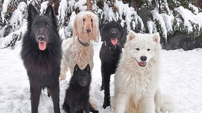 Auch für Hunde ist ein Spaziergang im Schnee ein Vergnügen.