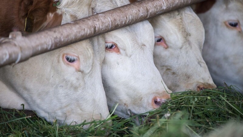 Auf einem Bauernhof bei Bogen sind am 13. April acht tote Kühe entdeckt worden.