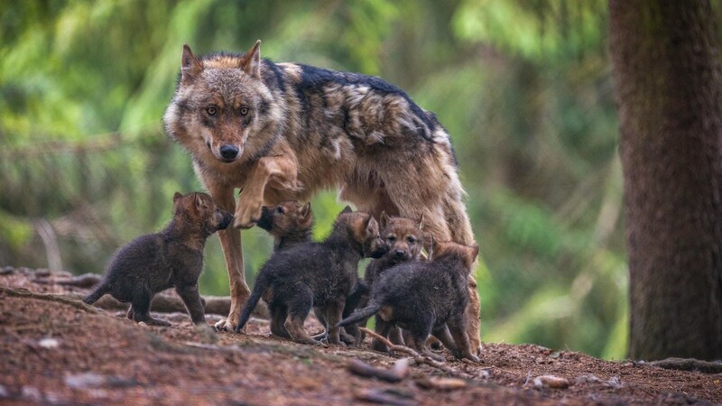 Der diesjährige Wurf umfasste fünf Wolfswelpen. Alphawölfin Osira hat gut zu tun.