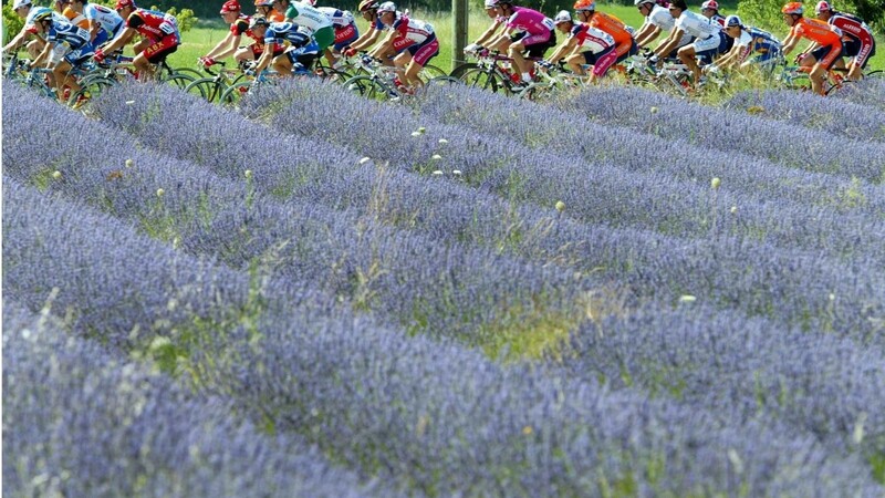 Bilderbuchfrankreich: Die Tour der France fährt entlang eines Lavendel-Feldes in der Provence. Autor Remy Eyssen aber interessiert sich mehr für die Schattenseiten.