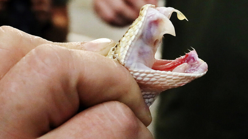 Markus Baur hält eine Tropische Klapperschlange. Am Zahn hat sie einen Gifttropfen.