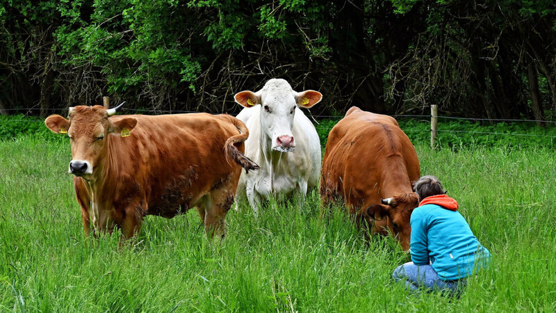 Handfütterung ist wichtig, damit die Rinder nicht verwildern und beherrschbar bleiben.
