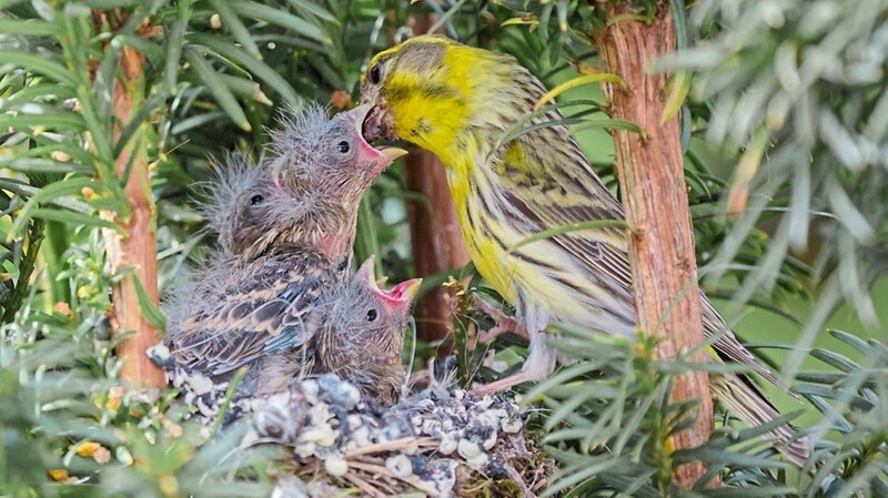 Vogelnester werden bewusst gut versteckt. Hier füttert ein Girlitz-Männchen seine Jungen.