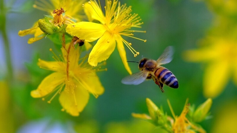 Viele Menschen haben mehr Angst von einer Hornisse gestochen zu werden. Dabei ist die Honigbiene weitaus giftiger.