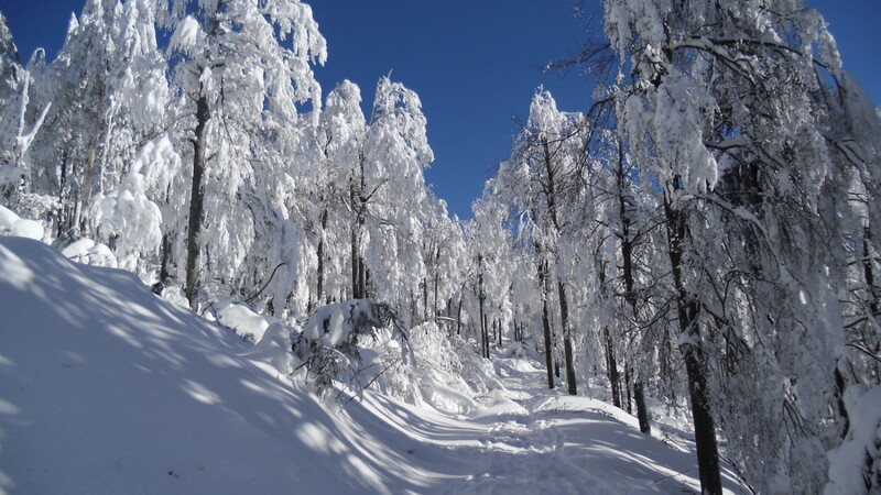 Ein Schneeschuhwanderweg im idyllischen Winterwald.
