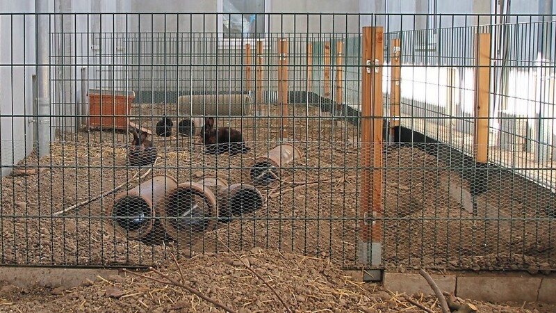 Ausläufe für Kaninchen müssen immer gut gesichert sein, da Kaninchen Ausbruchskünstler sind - Betonränder im Boden und Hasendraht sind dabei ein Muss.