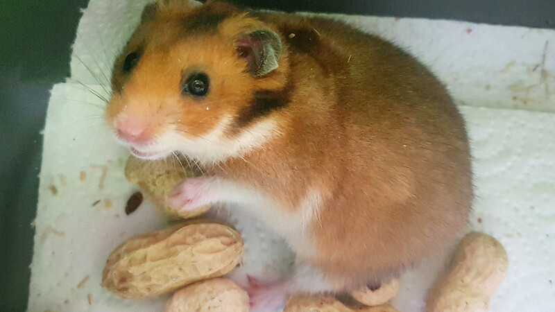 Ausgesetzt: Dieser Hamster sucht ein neues Zuhause.