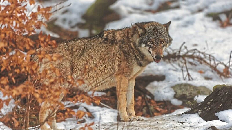 So ähnlich könnte der Wolf aussehen, den am Freitag ein Landwirt möglicherweise in Stephansposching gesichtet hat.