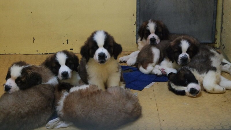 Geschmuggelte Hundewelpen sitzen Mitte März in einem Tierheim in München.