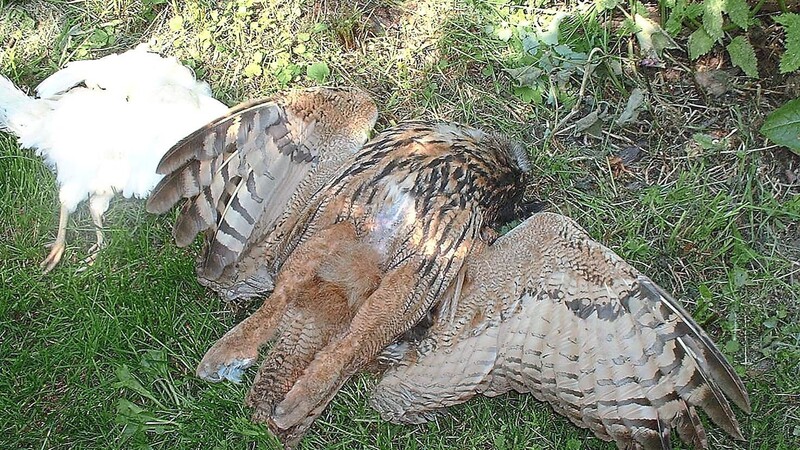 Ein vergifteter Uhu, daneben ein Huhn. Bei Kallmünz ist jetzt möglicherweise auch ein Uhu einem Umweltverbrecher zum Opfer gefallen.