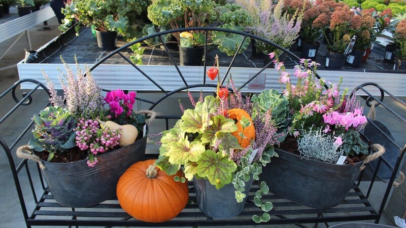 Große Stütze: Auf nostalgischen Bänken, Tischen und Regalen werden Herbst-Arrangements vor der Haustür oder im Garten in Szene gesetzt.