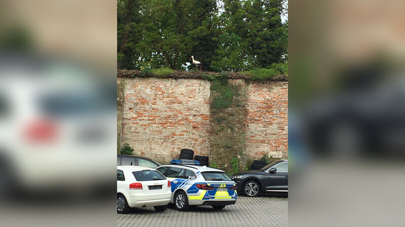 Die Straubinger Polizeistörche sind derzeit mit der Aufzucht ihres Nachwuchses gut beschäftigt - trotzdem finden sie gelegentlich noch Zeit für "Streifengänge".