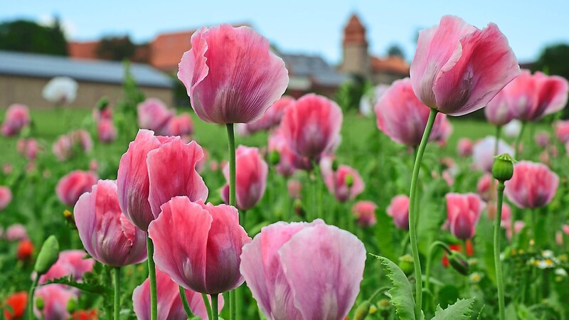 Pink und Purpur sieht man ab Mitte Juni vielerorts in Nordhessen, wenn wieder der Mohn blüht.