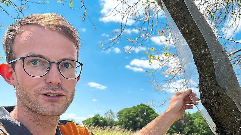 Als völlig harmlos bezeichnet Bauhofleiter Michael Pokoj-Metag das Gespinst und die Gespinstmottenraupen, die im Stadtpark einige Bäume befallen haben.