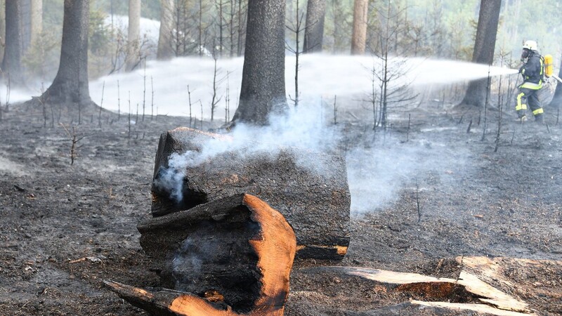 Bei einem Waldbrand im April 2020 wurden bei Schlott, Gemeinde Baierbach, über 1.000 Quadratmeter Wald vernichtet.