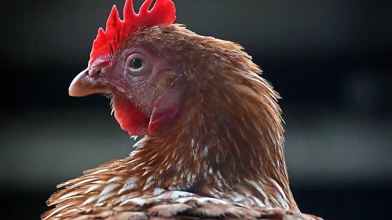 Weil im Landkreis Landshut die Geflügelpest ausgebrochen ist, mussten auch in Teilen des Landkreises Straubing-Bogen Hühner und anderes Geflügel in den Stall gesperrt werden.