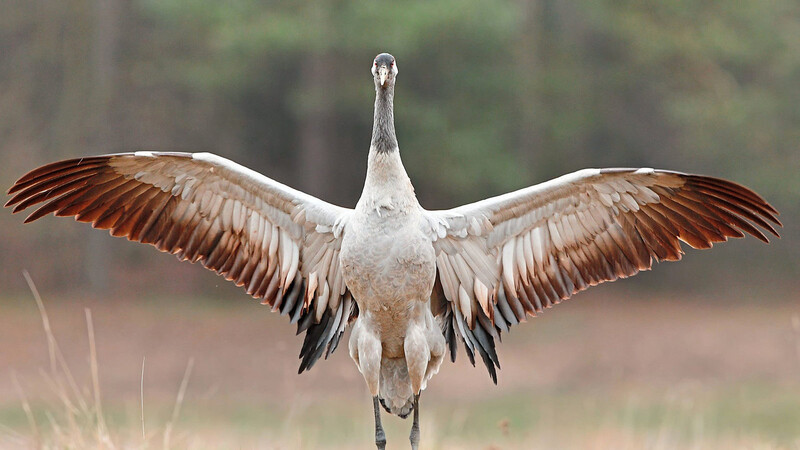 Der Kranich ist ein imposantes Tier mit einer großen Flügelspannweite.