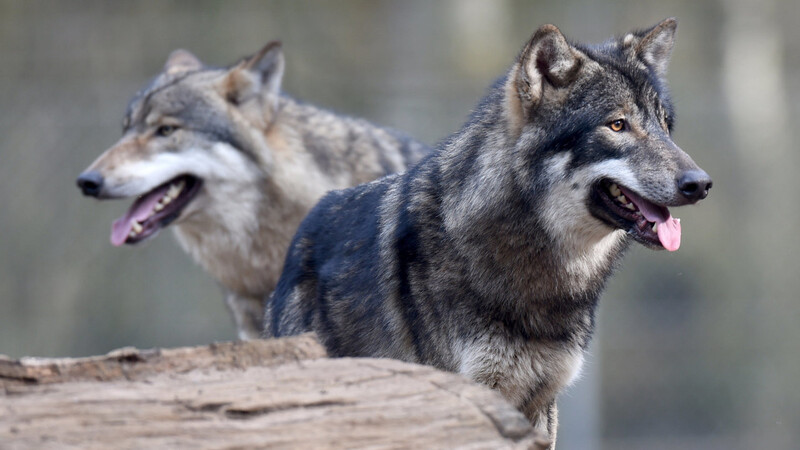 Erstmals hat ein Wolf offenbar in Niedersachsen einen Menschen angegriffen und verletzt.
