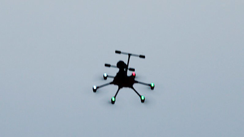 Die Drohne bestätigte Wildschweine in einer Senffläche.