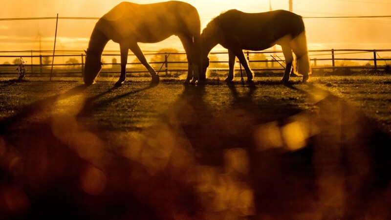 Im Stallwanger Ortsteil Landorf sind in der Nacht auf Mittwoch mehrere Pferde und ein Reh befreit worden. (Symbolbild)