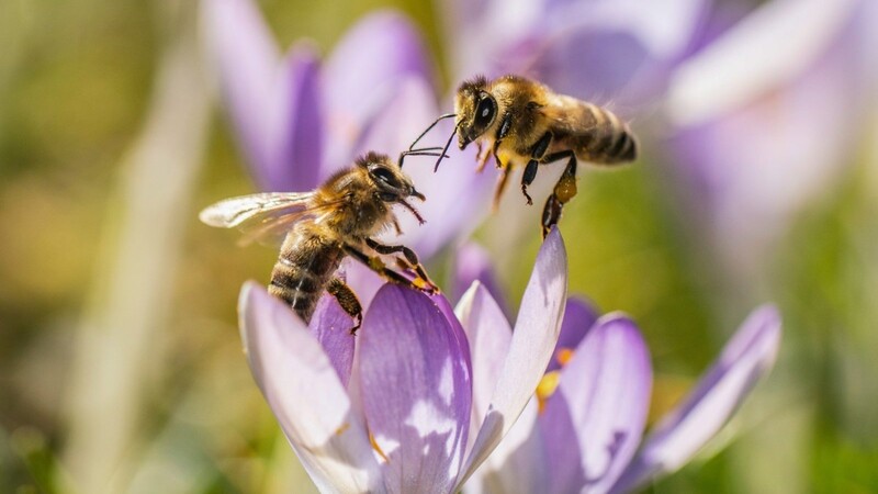 Bienen sind ungemein wichtig für die Bestäubung von Pflanzen. Das Volksbegehren "Rettet die Bienen" machte auf ihre Bedeutung aufmerksam.