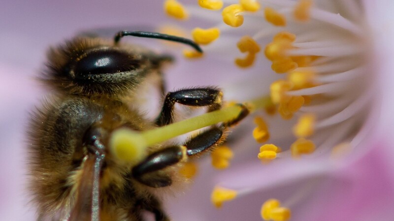 Bayern will die Biene retten.