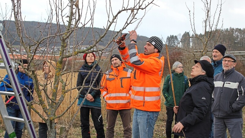 Obstbaumschneiden für Anfänger: Renate Mühlbauer, Kreisfachberaterin vom Landratsamt Cham, zeigt, wie's geht.