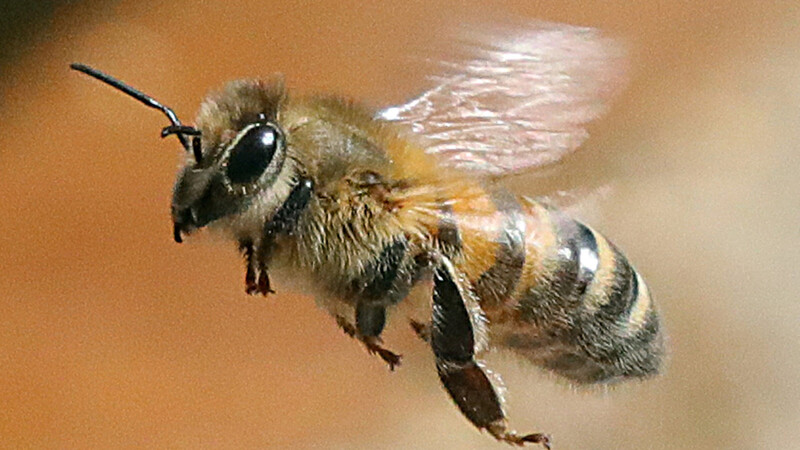 Umweltbelastungen und Pflanzenschutzmittel setzen den Bienen ihnen immer mehr zu.