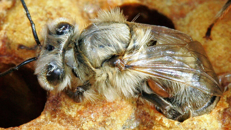 Eine Biene, die aus ihrer Wabe schlüpft, ist an ihrem Hinterleib von einer Varroa-Milbe befallen. Zum Schutz gegen den Parasiten werden Bienen im Juli bis August und nochmals im Winter behandelt - häufig mit Ameisensäure.
