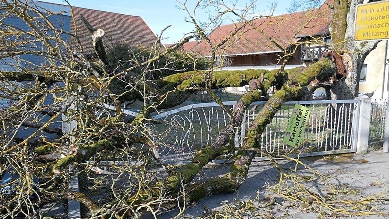 Einfach umgeknickt hat der Sturm einen 120 Jahre alten Ahornbaum ...