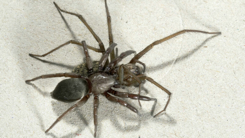 Eine Spinne löste in Australien einen Großeinsatz aus.
