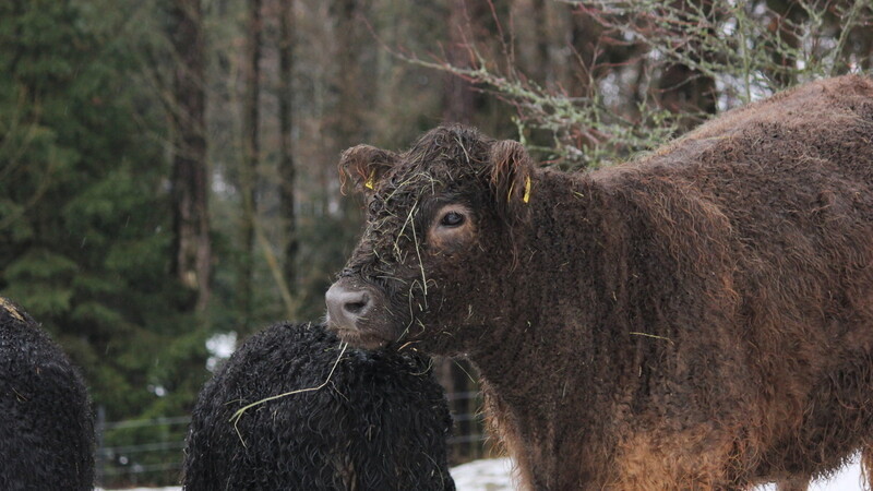 Drei Galloway-Rinder sind bisher die Herde von Sarah Baumgartner. Nachwuchs ist aber schon auf dem Weg.