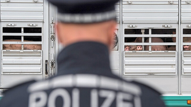 Polizisten kontrollieren während einer Schwerpunktkontrolle Tiertransport an der Autobahn einen Lastwagen, der Schweine geladen hat.