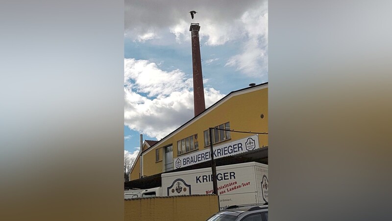 Der Kamin der Brauerei Krieger trägt seit gestern wieder einen Storchenhorst, der kurz nach Abschluss der Montage bereits von einem "Meister Adebar" umkreist wurde.